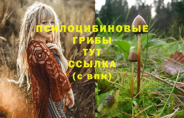 амф Магас